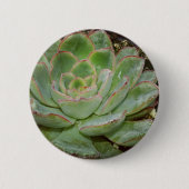 Sukkuline Button (Vorderseite)