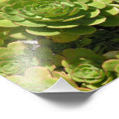 Sukkuline Fotodruck (Ecke)