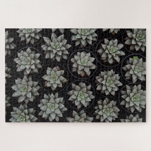 Sukkuline in Töpfen Puzzle (Horizontal)