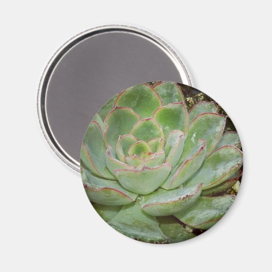 Sukkuline Magnet (Vorderseite/Rückseite)