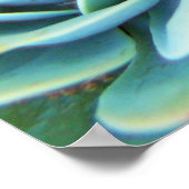 Sukkuline Poster (Ecke)