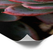 Sukkuline Poster (Ecke)