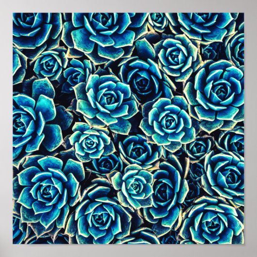 Sukkuline Poster (Vorne)