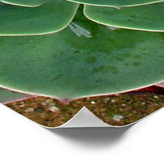 Sukkuline Poster (Ecke)