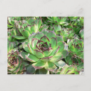 Sukkuline Postkarte