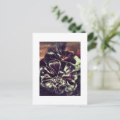 Sukkuline Postkarte (Stehend Vorderseite)