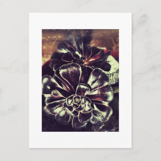 Sukkuline Postkarte (Vorderseite)