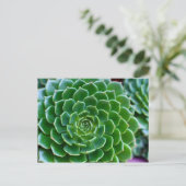 Sukkulturen Echeveria-Pflanze Postkarte (Stehend Vorderseite)