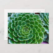 Sukkulturen Echeveria-Pflanze Postkarte (Vorne/Hinten)