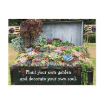 Sukkulturen in der Schatztruhe