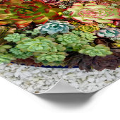 Sukkulturen in Planter Poster (Ecke)