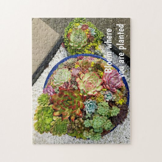 Sukkulturen in Planter Puzzle (Vertikal)