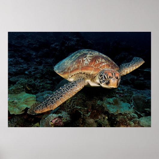 Sulawesi | Green Sea Turtle Poster (Vorne)