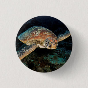 Sulawesi Meeresschildkröte Button