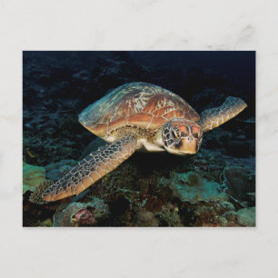 Sulawesi   Meeresschildkröte Postkarte