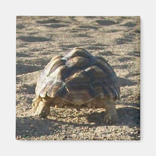Sulcata, Afrikanisch gefleckte Tortoise, zu Fuß in Magnet (Vorne)