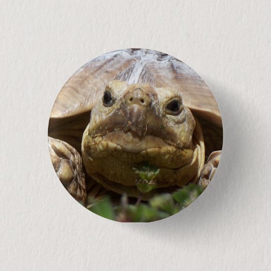 Sulcata Schildkröte Button (Vorderseite)
