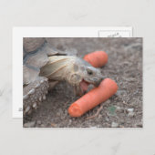 Sulcata-Schildkröte Postkarte (Vorne/Hinten)