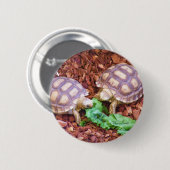 Sulcata SchildkröteHatchlings Button (Vorne & Hinten)
