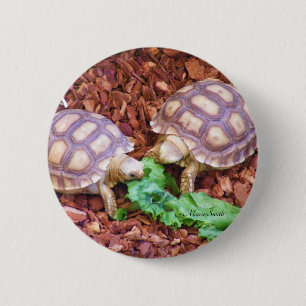Sulcata SchildkröteHatchlings Button