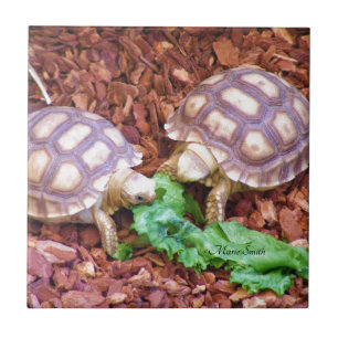 Sulcata SchildkröteHatchlings Fliese