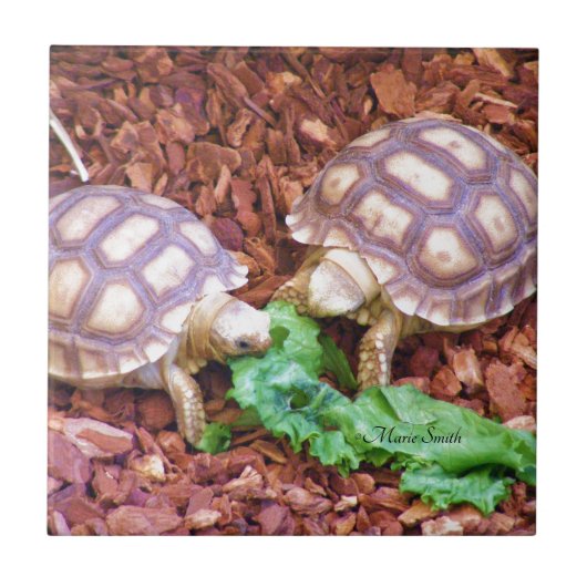 Sulcata SchildkröteHatchlings Fliese (Vorderseite)
