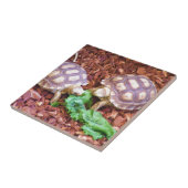 Sulcata SchildkröteHatchlings Fliese (Seite)