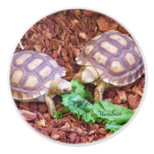 Sulcata SchildkröteHatchlings Keramikknauf
