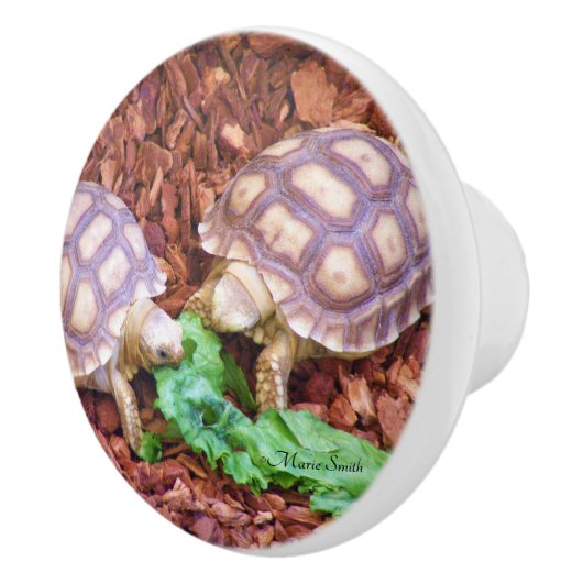 Sulcata SchildkröteHatchlings Keramikknauf (Rechts)