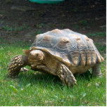 Sulcata Schildkröten Freistehende Fotoskulptur<br><div class="desc">Sulcata Schildkröten</div>