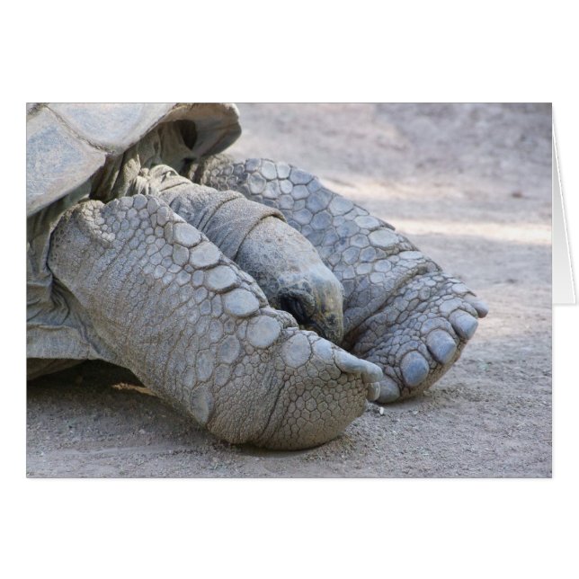 Sulcata Tortoise (Vorderseite (Horizontal))