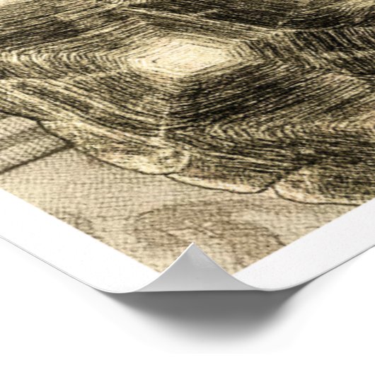 Sulcata Tortoise Art Nouveau Ink Sepia drawing Poster (Ecke)