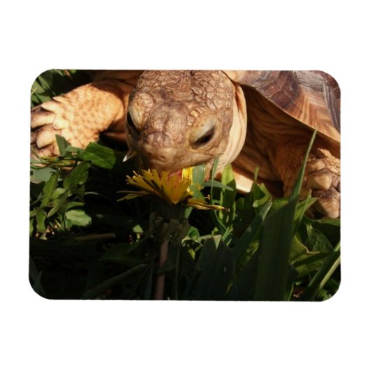 Sulcata Tortoise bites Dandelion in Gras Magnet (Horizontal)