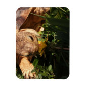 Sulcata Tortoise bites Dandelion in Gras Magnet (Vertikal)