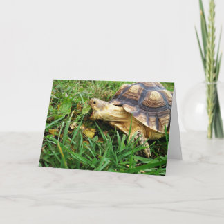 Sulcata Tortoise, die einen großen Biss von Löwenz Karte