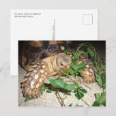 Sulcata Tortoise Eating Bindweed and Mulberry Postkarte (Vorne/Hinten)