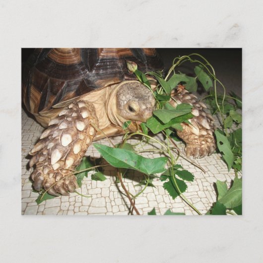 Sulcata Tortoise Eating Bindweed and Mulberry Postkarte (Vorderseite)