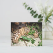 Sulcata Tortoise Eating Bindweed and Mulberry Postkarte (Stehend Vorderseite)