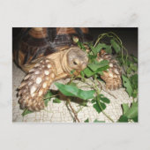 Sulcata Tortoise Eating Bindweed and Mulberry Postkarte (Vorderseite)