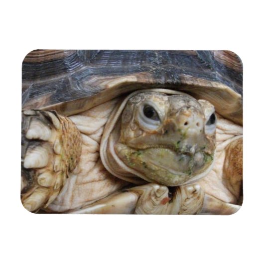 Sulcata Tortoise Face Nah Magnet (Horizontal)