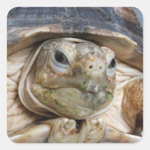 Sulcata Tortoise Face Nah Quadratischer Aufkleber