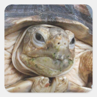 Sulcata Tortoise Face Nah Quadratischer Aufkleber