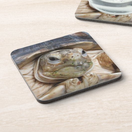 Sulcata Tortoise Face Nah-up Beverage Getränkeuntersetzer (Linke Seite)