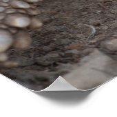 Sulcata tortoise fressende Karotte Poster (Ecke)