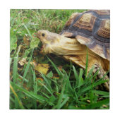 Sulcata Tortoise Grazing, Mouth Open, im Gras Fliese (Vorderseite)