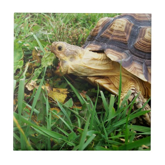Sulcata Tortoise Grazing, Mouth Open, im Gras Fliese (Vorderseite)