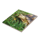 Sulcata Tortoise Grazing, Mouth Open, im Gras Fliese (Seite)