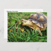 Sulcata Tortoise Grazing, Mouth Open Postkarte (Vorne/Hinten)