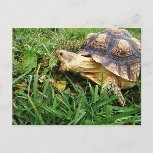 Sulcata Tortoise Grazing, Mouth Open Postkarte (Vorderseite)