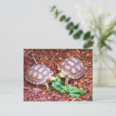 Sulcata Tortoise Hatchlings Postkarte (Stehend Vorderseite)